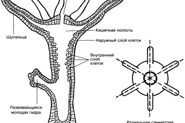 Что случилось с кракеном сайт